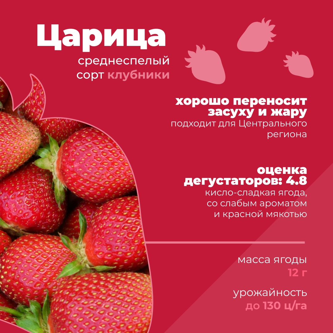 Какие российские сорта клубники можно встретить в продаже?