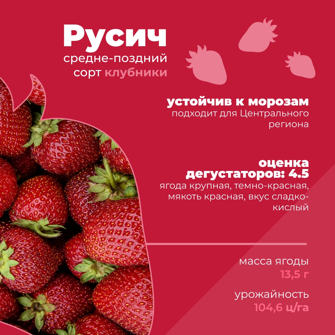 Какие российские сорта клубники можно встретить в продаже?