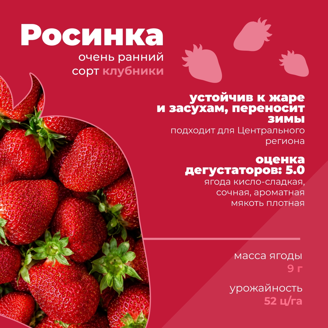 Какие российские сорта клубники можно встретить в продаже?