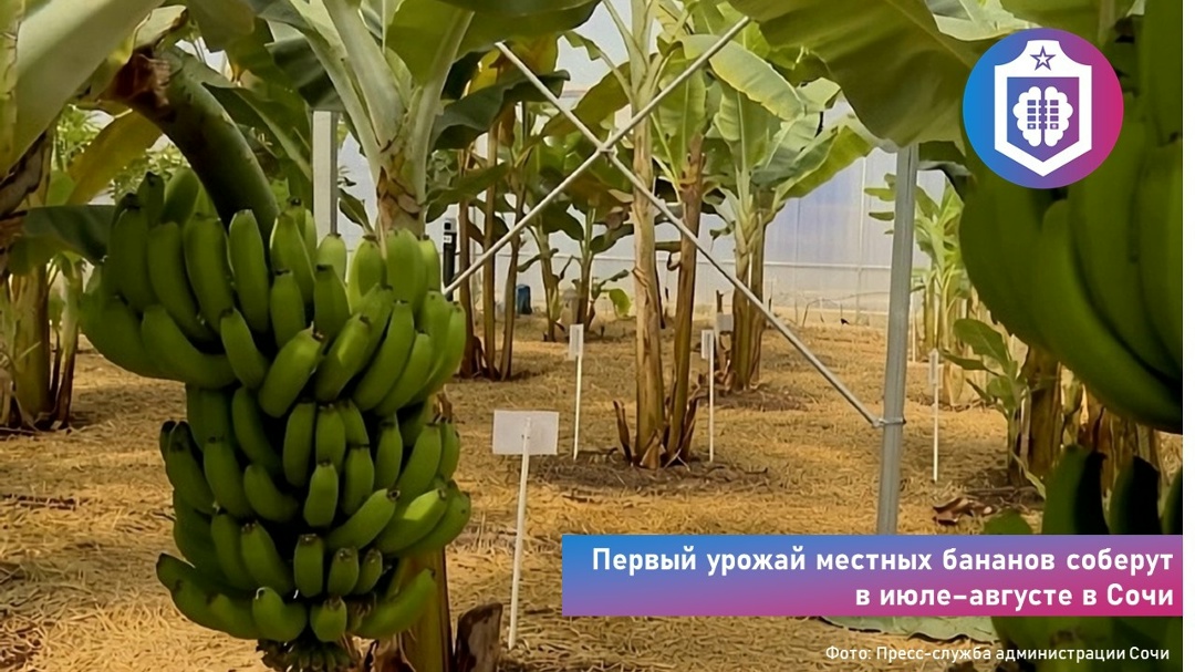 #Когнитивная_Витаминка Выпуск № 343 17.06.2026