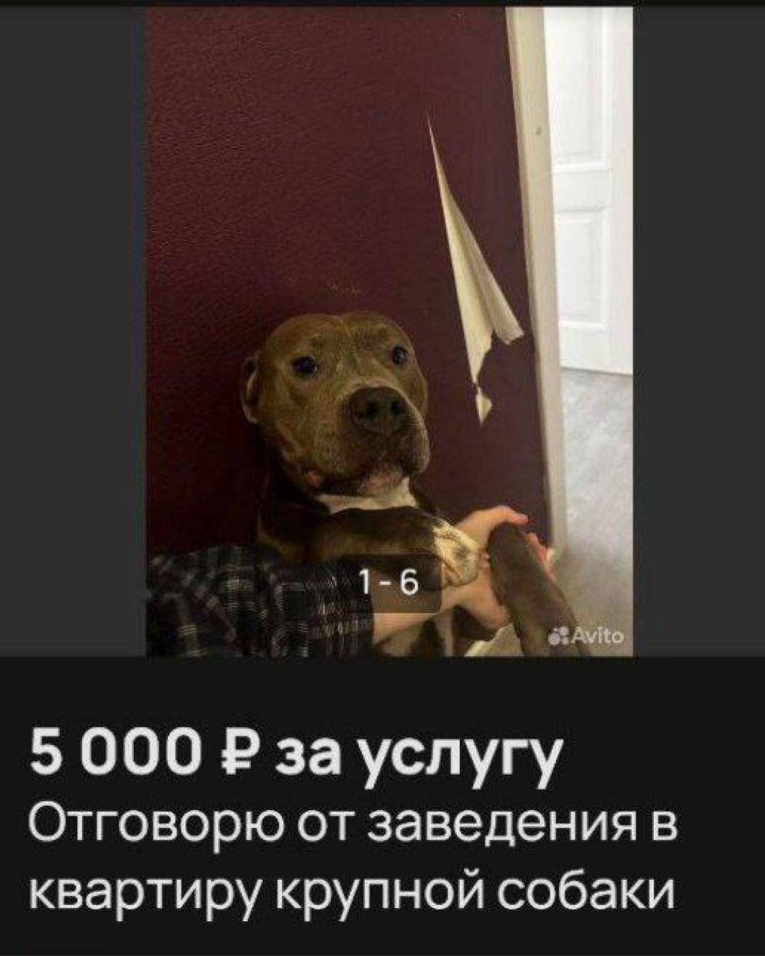Одно объявление на «Авито» может продать картонную маску аниматроника, а может стать важным шагом к собственному бизнесу!