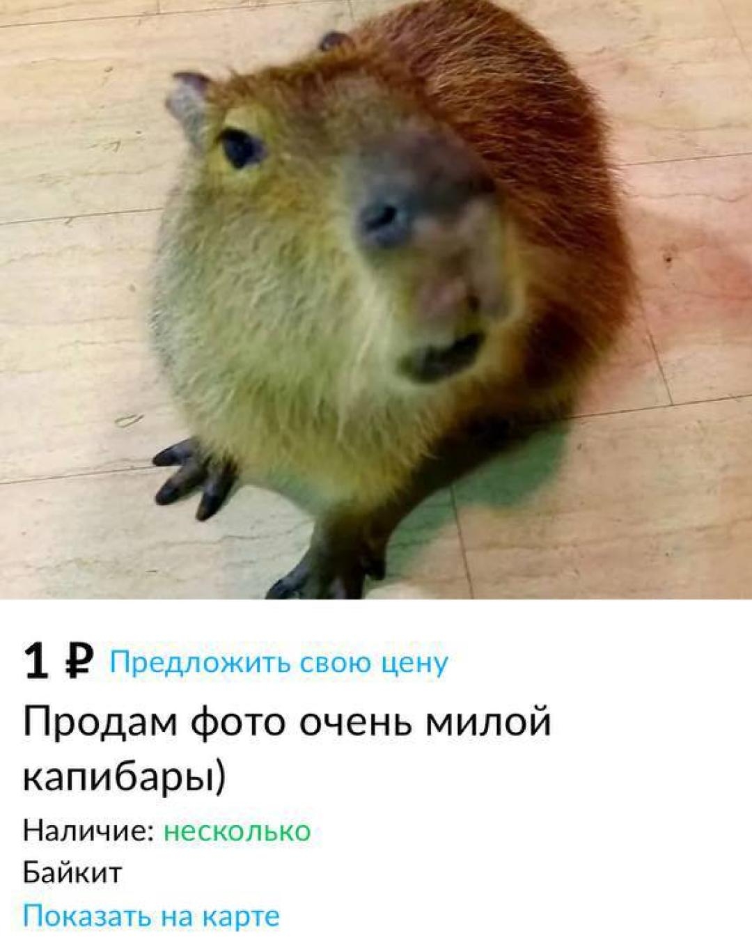 Одно объявление на «Авито» может продать картонную маску аниматроника, а может стать важным шагом к собственному бизнесу!