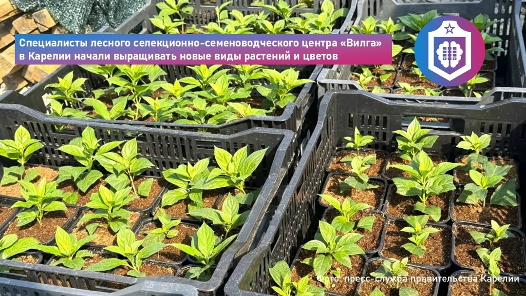 #Когнитивная_Витаминка Выпуск № 344 19.06.2026