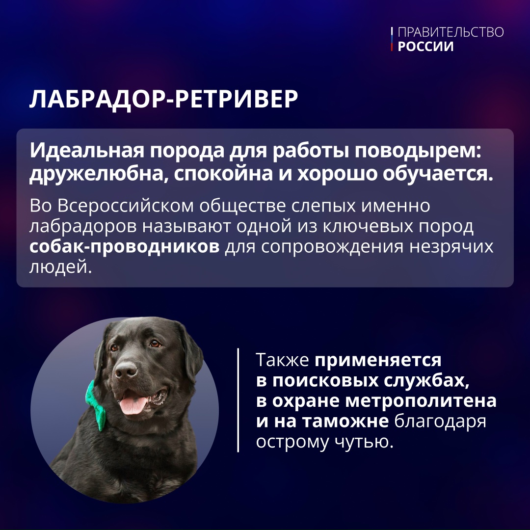 21 июня отмечается День кинологических подразделений МВД России.