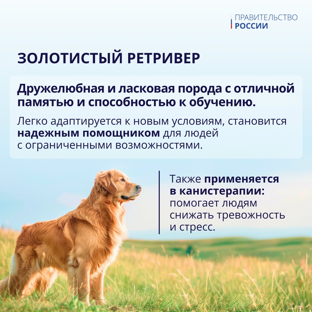 21 июня отмечается День кинологических подразделений МВД России.