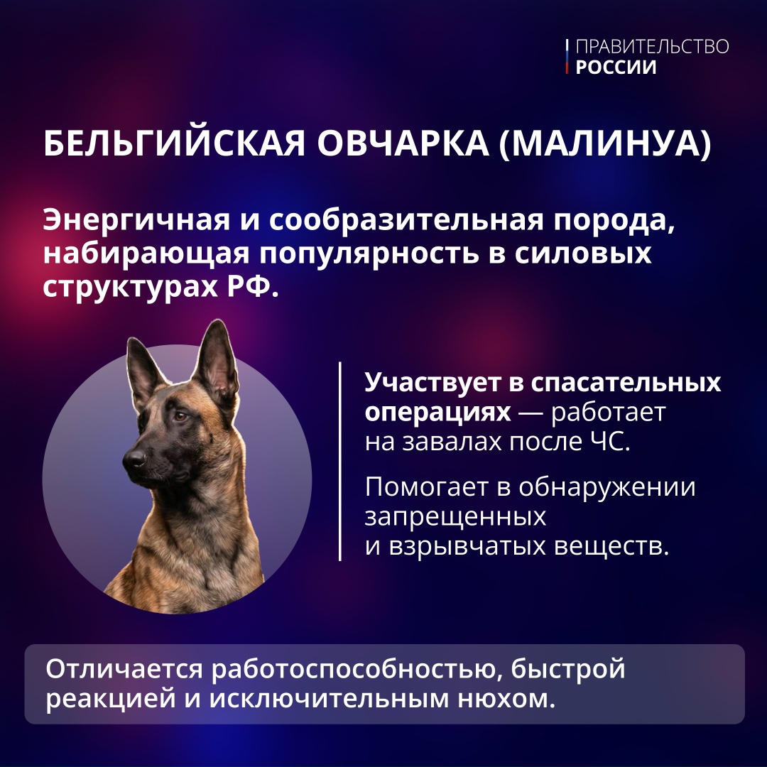 21 июня отмечается День кинологических подразделений МВД России.