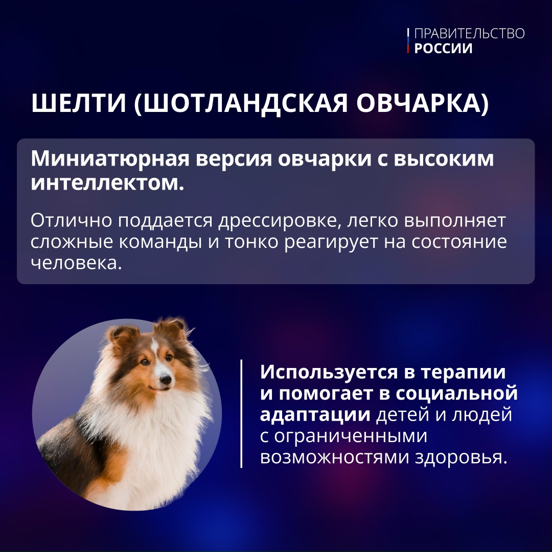 21 июня отмечается День кинологических подразделений МВД России.
