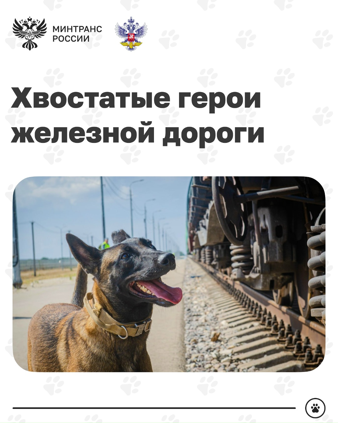 Сегодня отмечается День кинолога Кинологическая служба – давняя и неотъемлемая часть охраны на транспорте, в том числе на железной дороге