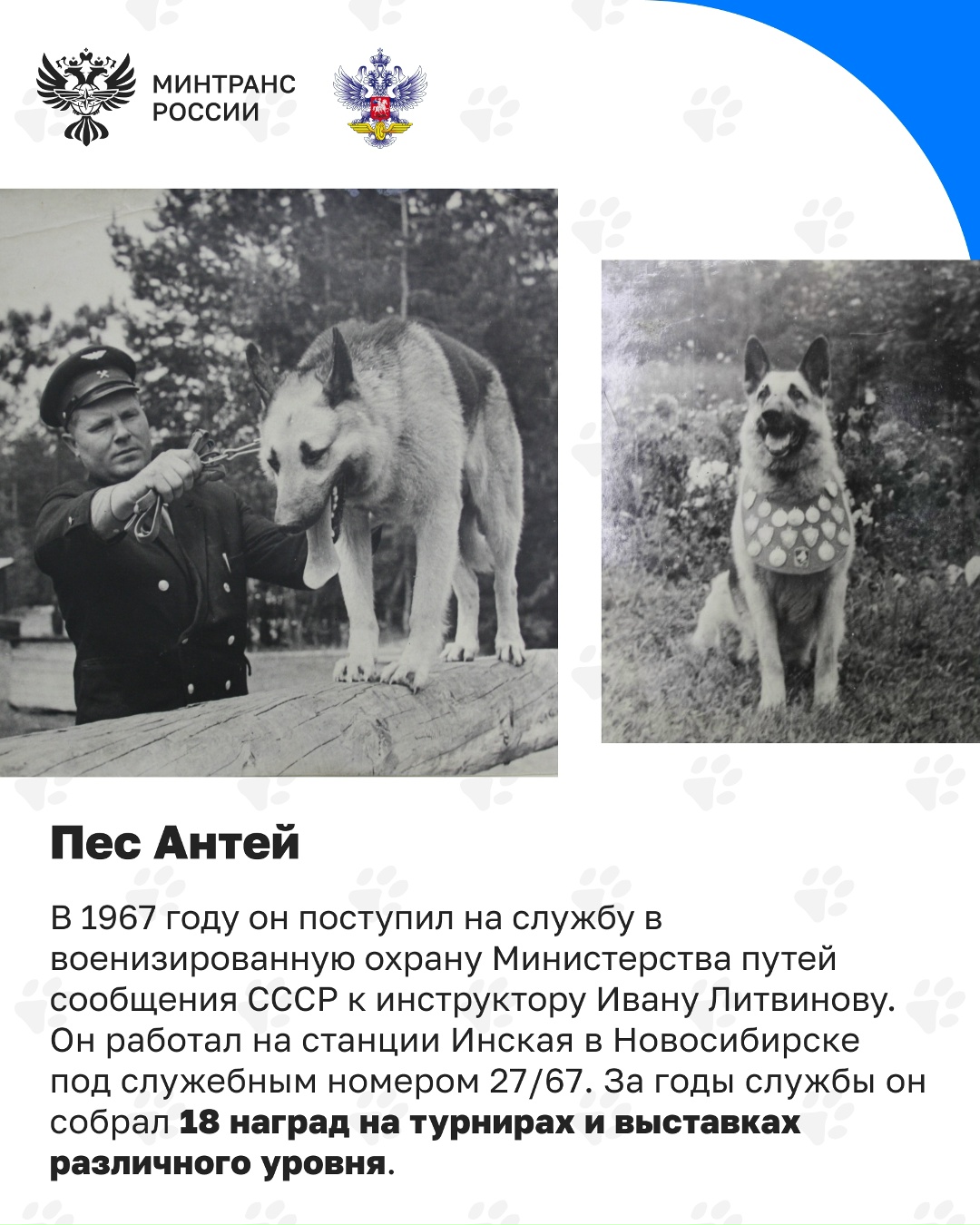 Сегодня отмечается День кинолога Кинологическая служба – давняя и неотъемлемая часть охраны на транспорте, в том числе на железной дороге