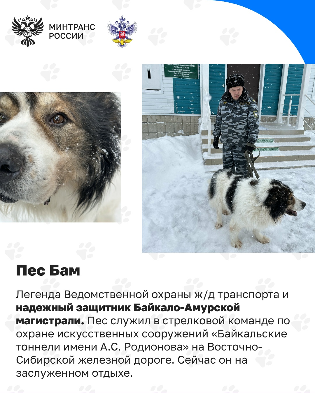 Сегодня отмечается День кинолога Кинологическая служба – давняя и неотъемлемая часть охраны на транспорте, в том числе на железной дороге