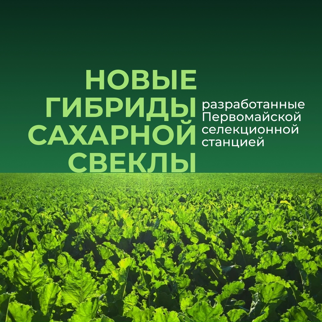 Перспективные российские гибриды сахарной свеклы