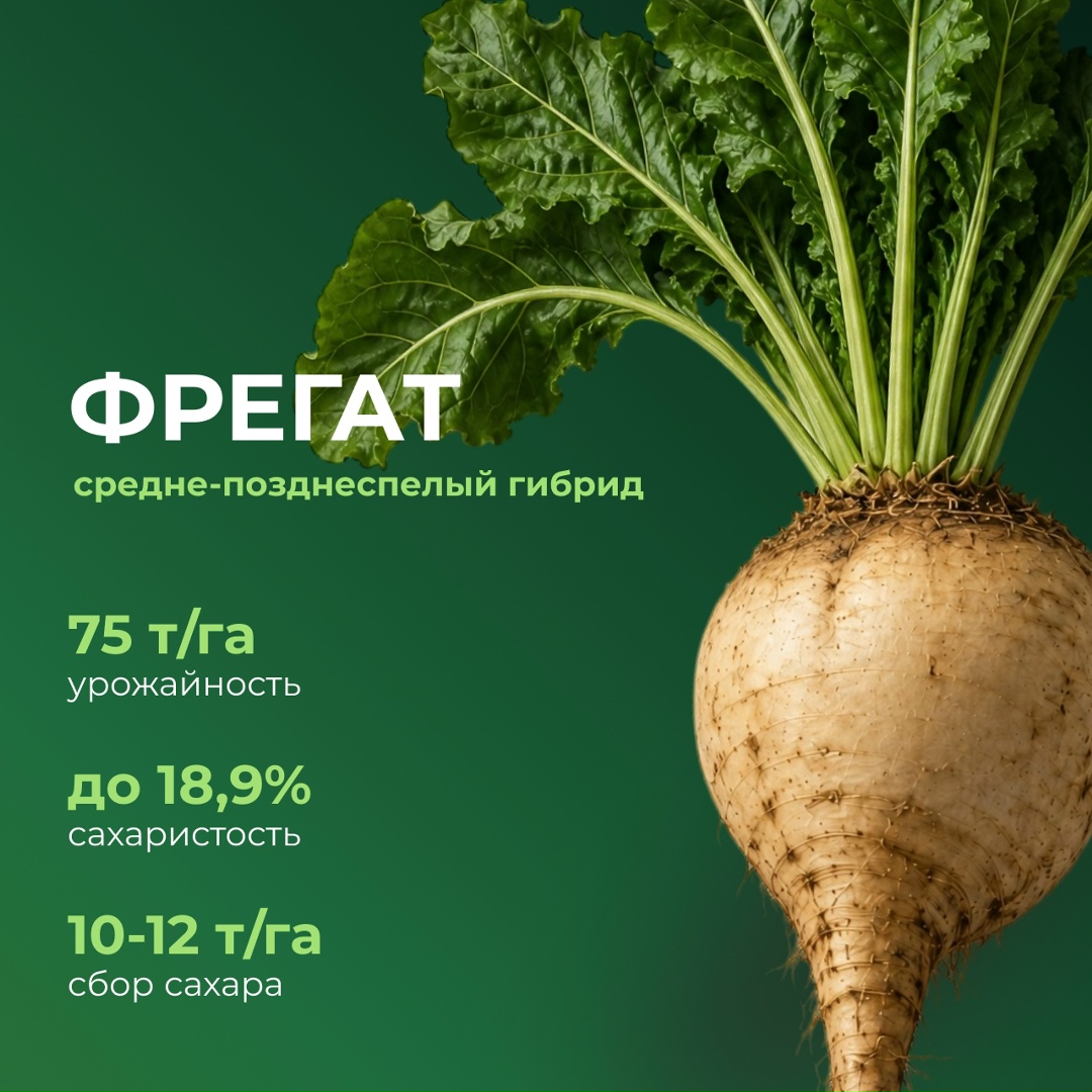 Перспективные российские гибриды сахарной свеклы
