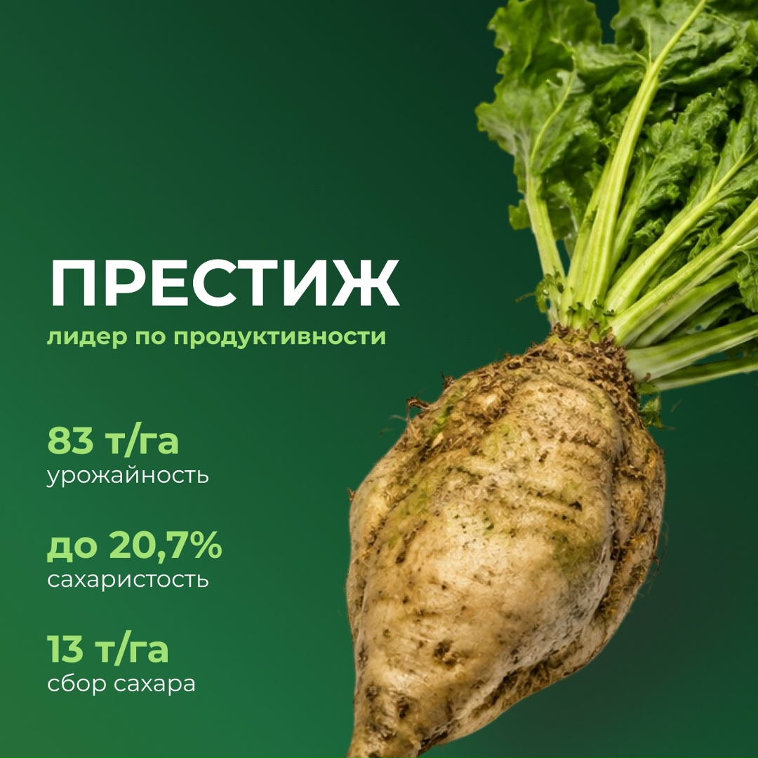Перспективные российские гибриды сахарной свеклы