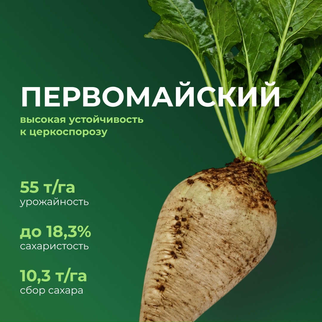 Перспективные российские гибриды сахарной свеклы