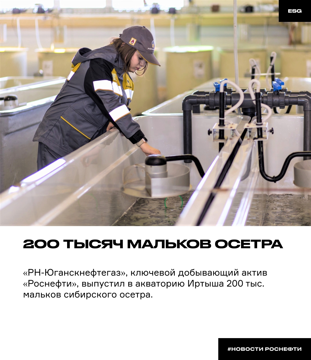 200 тысяч мальков осетра «РН-Юганскнефтегаз», ключевой добывающий актив «Роснефти», выпустил в акваторию Иртыша 200 тыс. мальков сибирского осетра