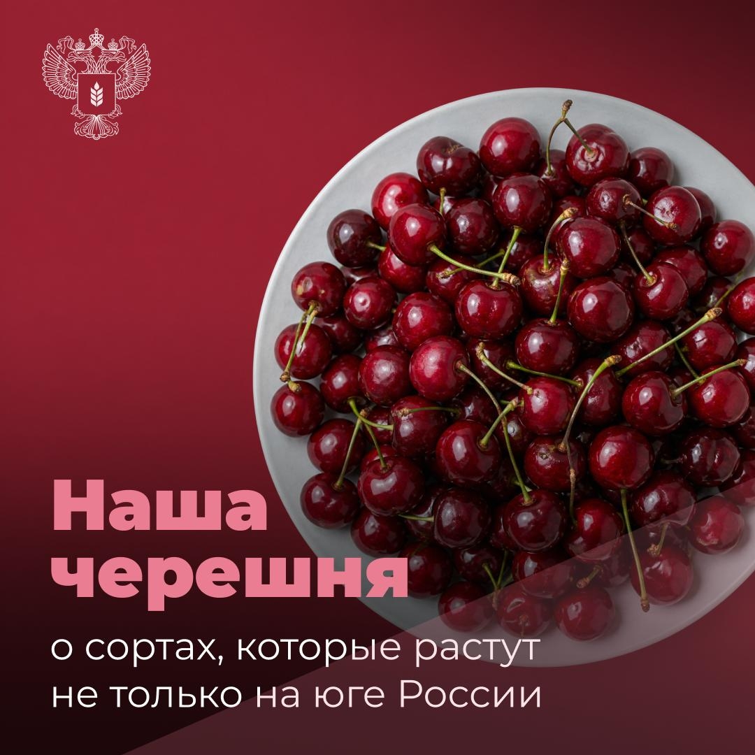 Черешня с российским характером Сегодня расскажем о новых отечественных сортах, которые успели хорошо себя зарекомендовать.
