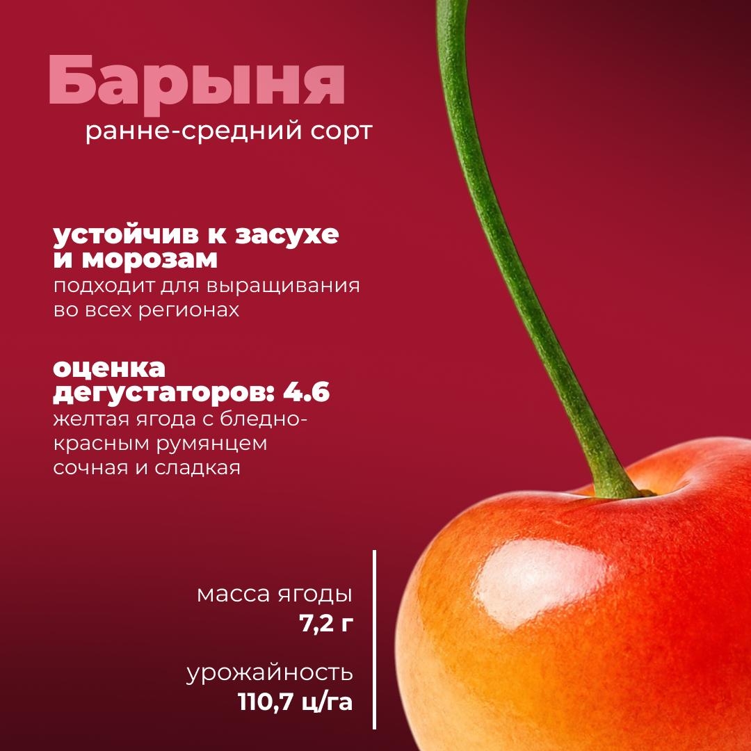 Черешня с российским характером Сегодня расскажем о новых отечественных сортах, которые успели хорошо себя зарекомендовать.