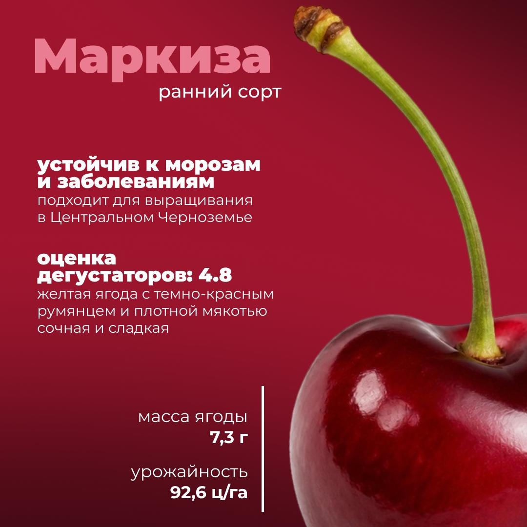 Черешня с российским характером Сегодня расскажем о новых отечественных сортах, которые успели хорошо себя зарекомендовать.
