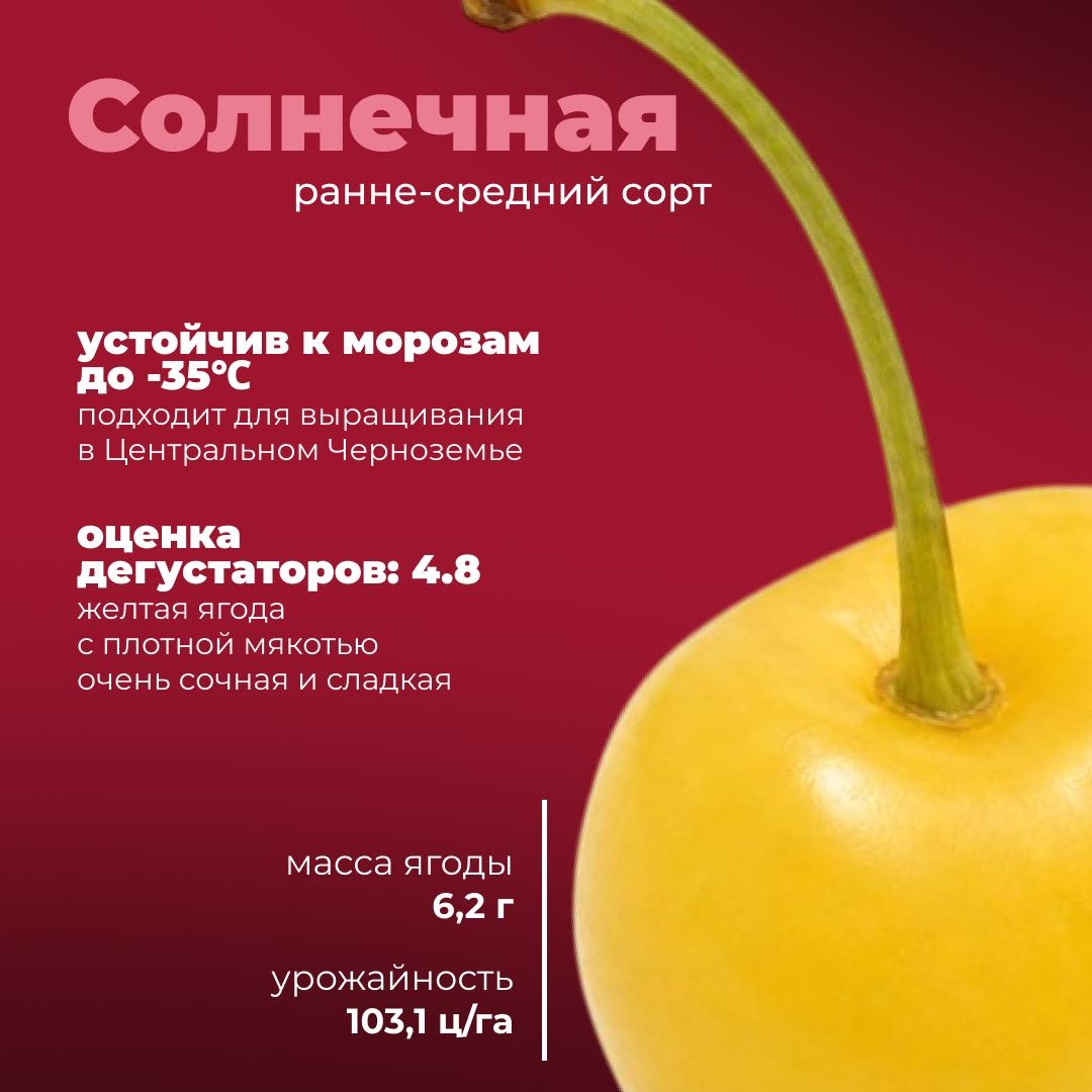 Черешня с российским характером Сегодня расскажем о новых отечественных сортах, которые успели хорошо себя зарекомендовать.