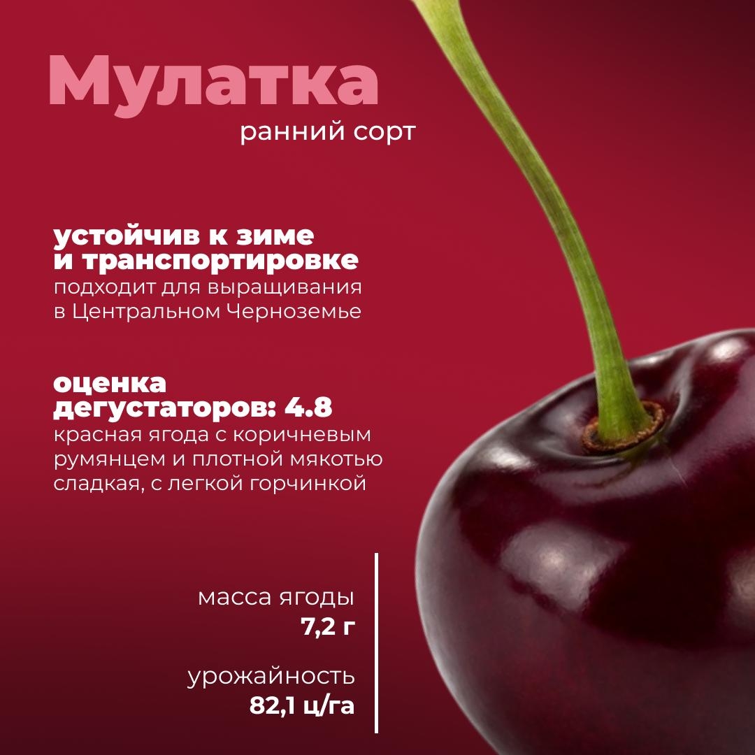Черешня с российским характером Сегодня расскажем о новых отечественных сортах, которые успели хорошо себя зарекомендовать.