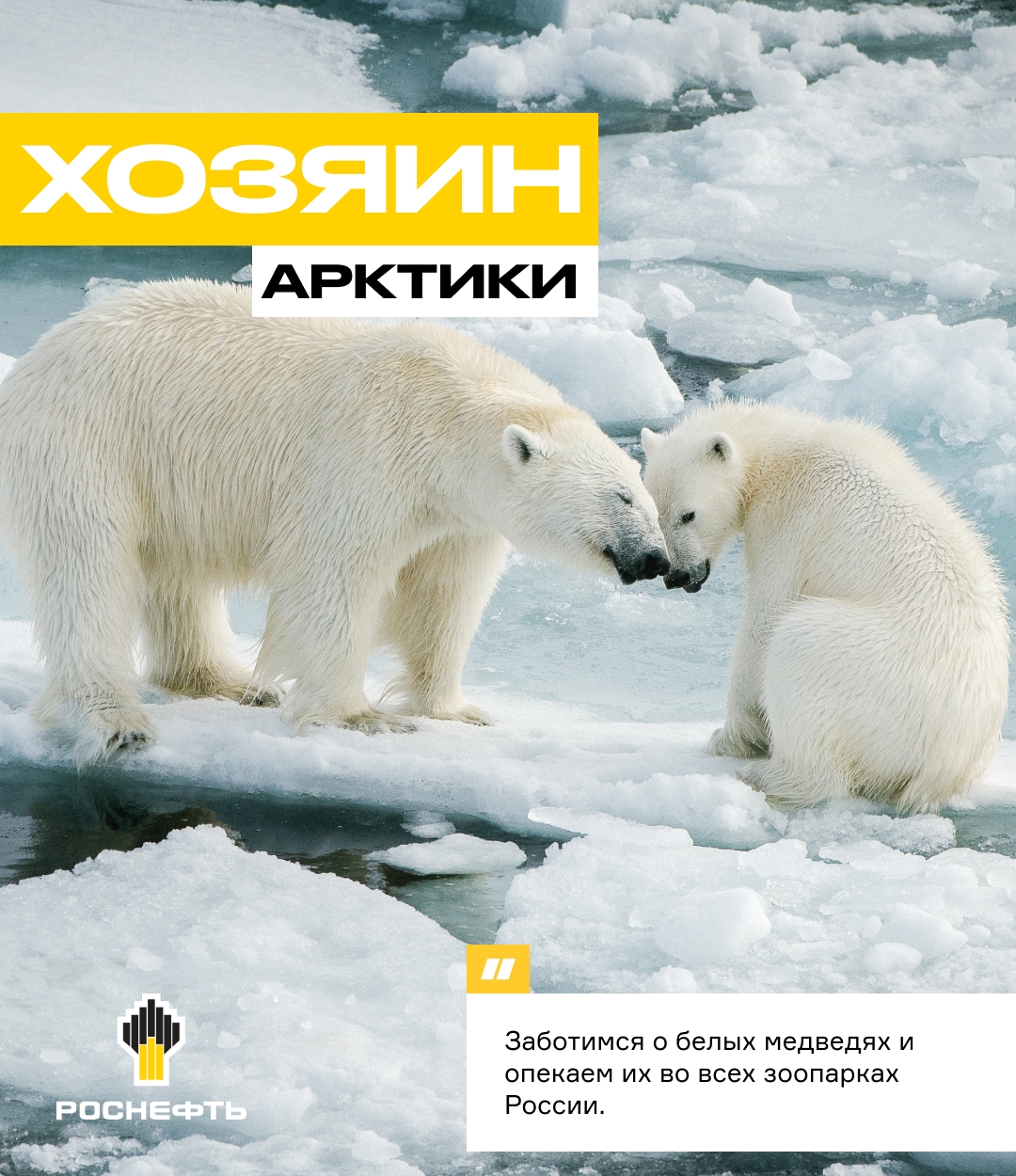 Хозяин Арктики Белый медведь только кажется белым: его шерсть прозрачная, а кожа под ней — чёрная