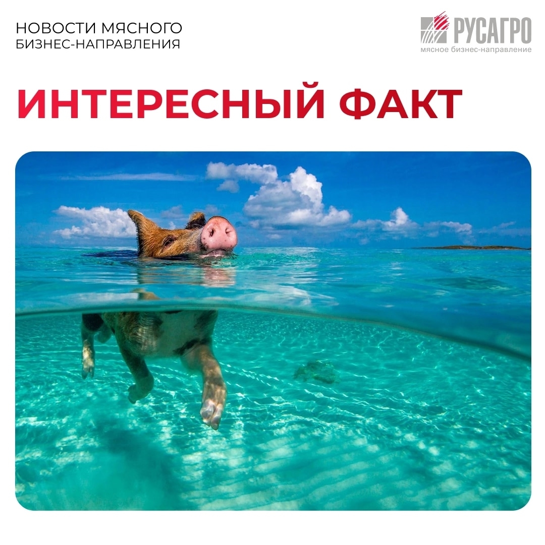 Кто сказал, что идеальный отпуск бывает только у людей?
