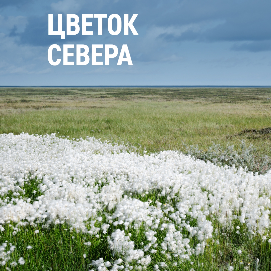Миф: в Арктике нет цветов.
Правда: летом в тундре можно любоваться цветущими лугами.