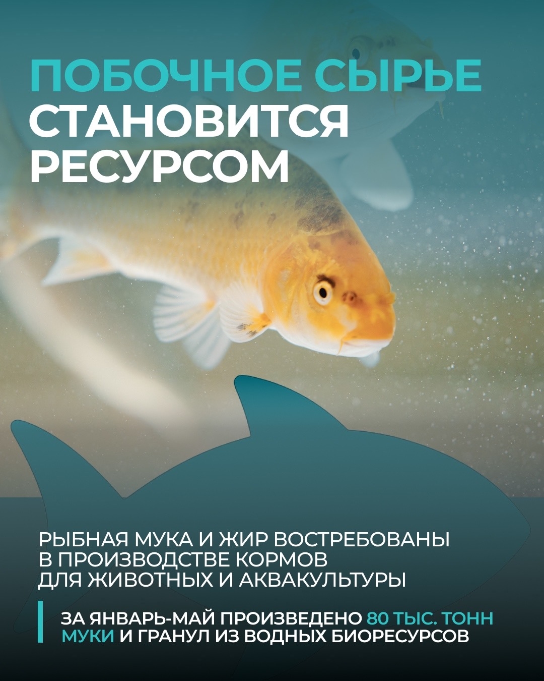 Ко Дню рыбака: несколько фактов о современной рыбной отрасли России