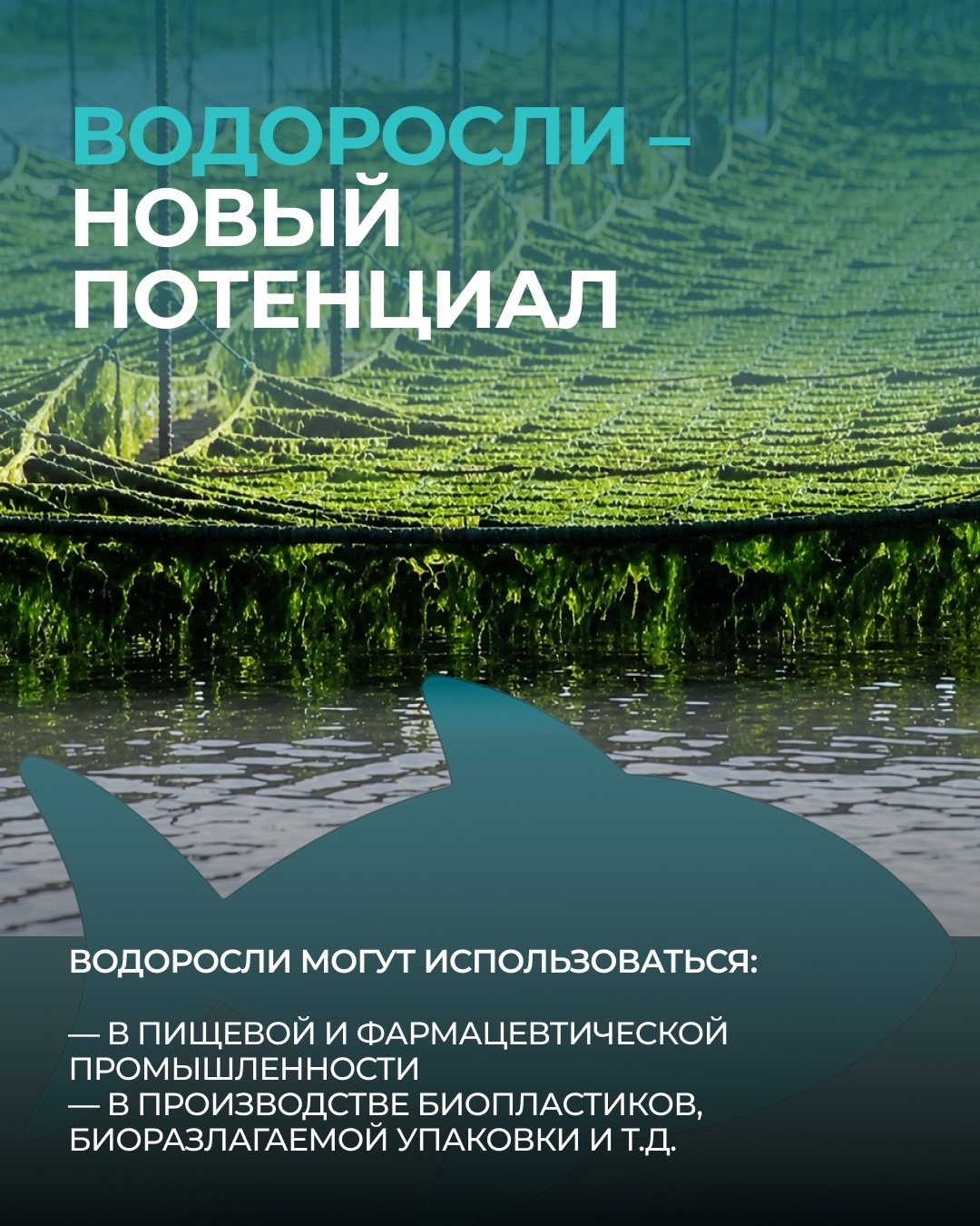 Ко Дню рыбака: несколько фактов о современной рыбной отрасли России