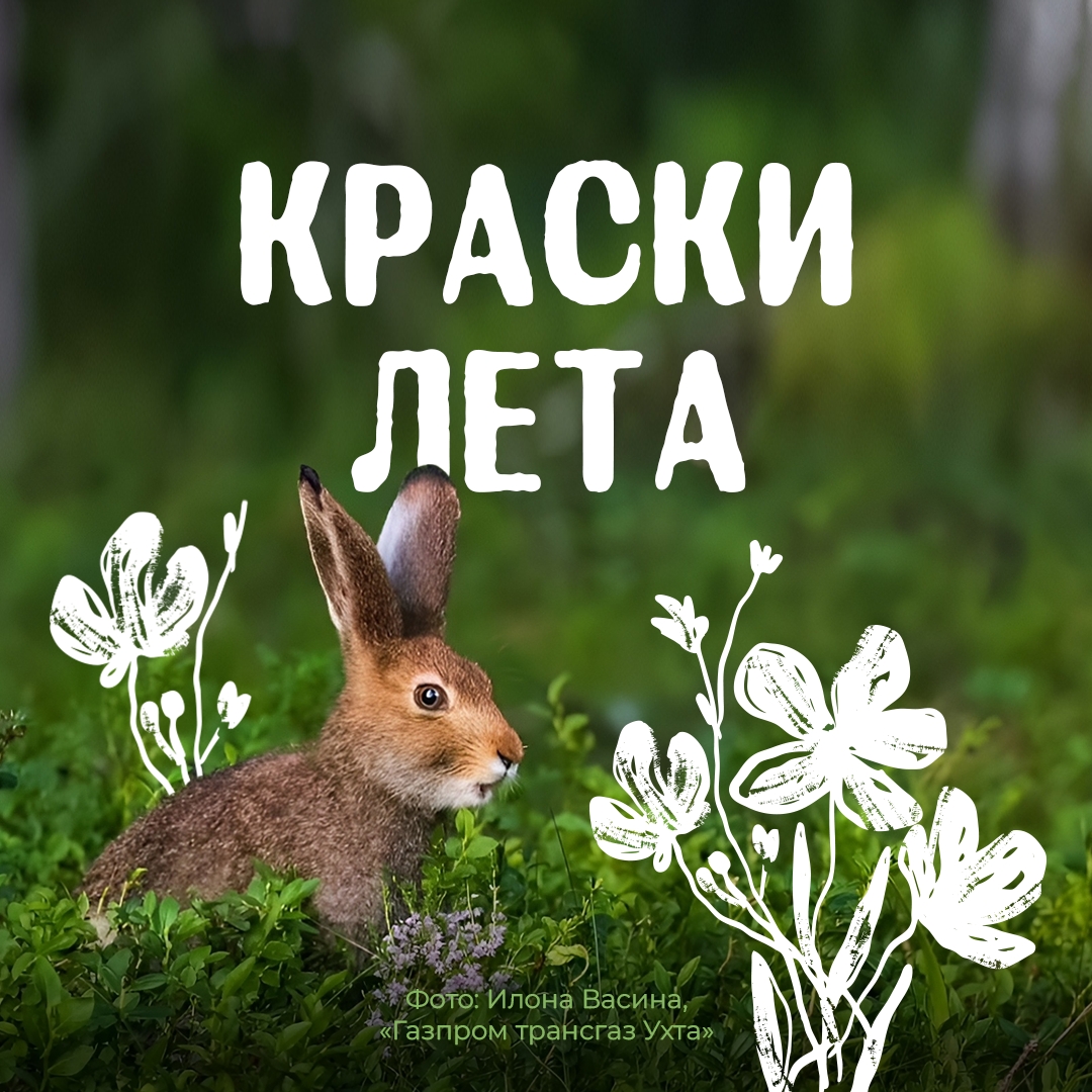 Июль достиг своей середины. Это особое время, когда природа находится на пике цветения и дни наполнены солнцем.