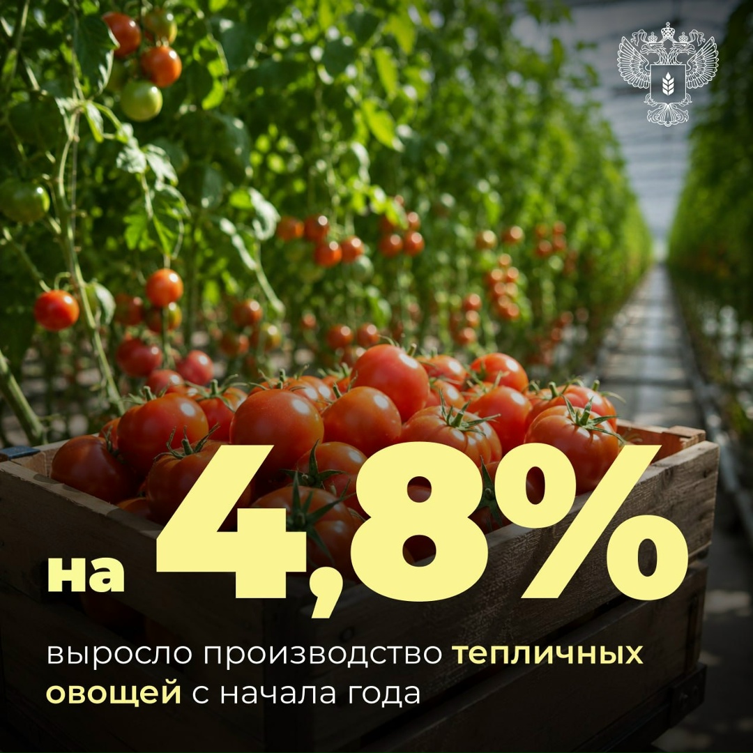 Сбор тепличных овощей растет С начала года в теплицах собрано >923 тысяч тонн овощей, в том числе: ~378 тысяч тонн томатов ~524 тысячи тонн огурцов