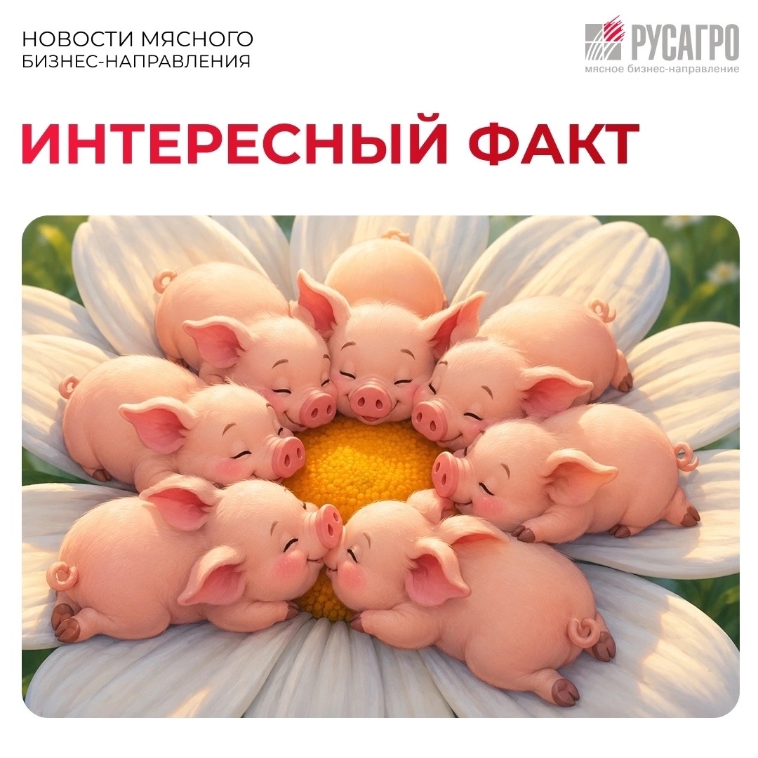 А вы знали, что от того, как спят поросята, можно понять, насколько им комфортно?