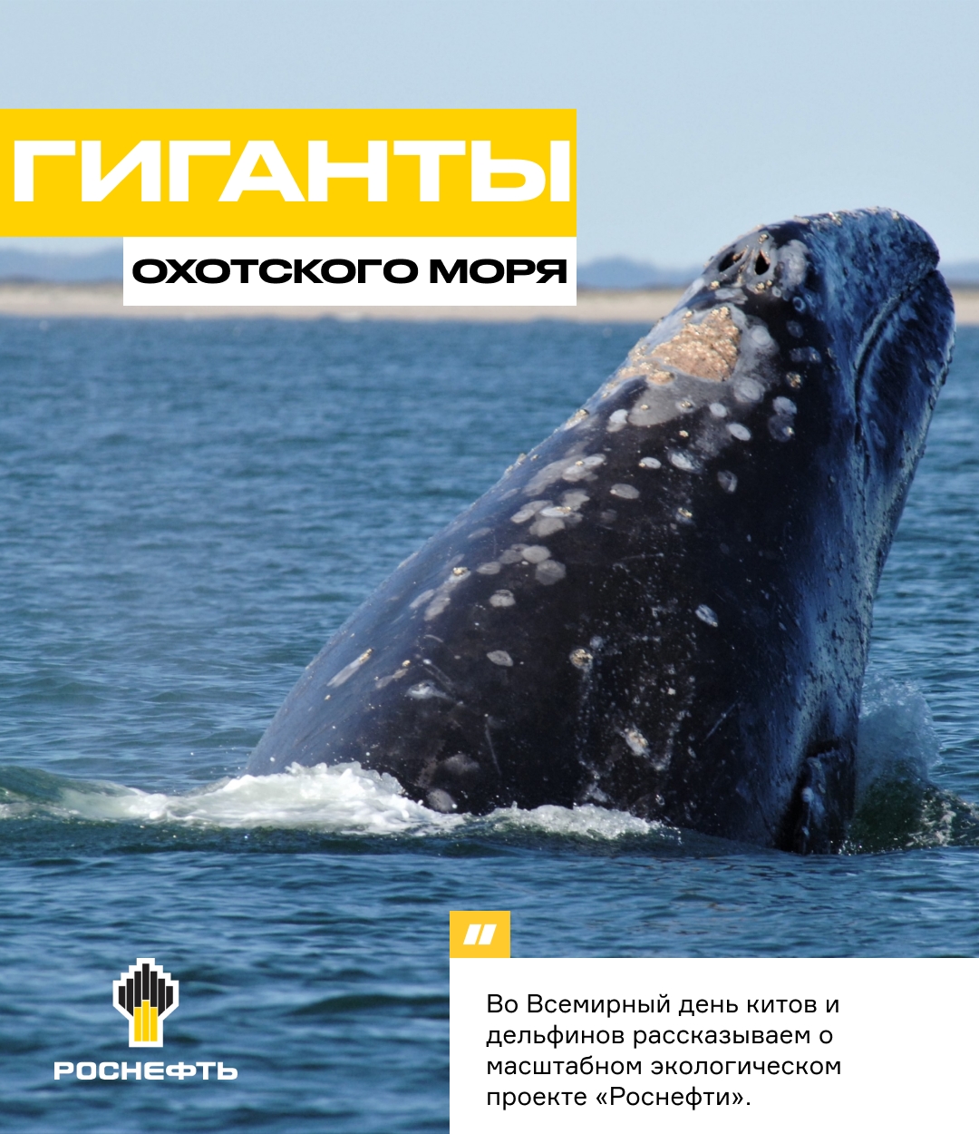 Гиганты Охотского моря Во Всемирный день китов и дельфинов рассказываем о масштабном экологическом проекте, который проводится при поддержке «Роснефти»