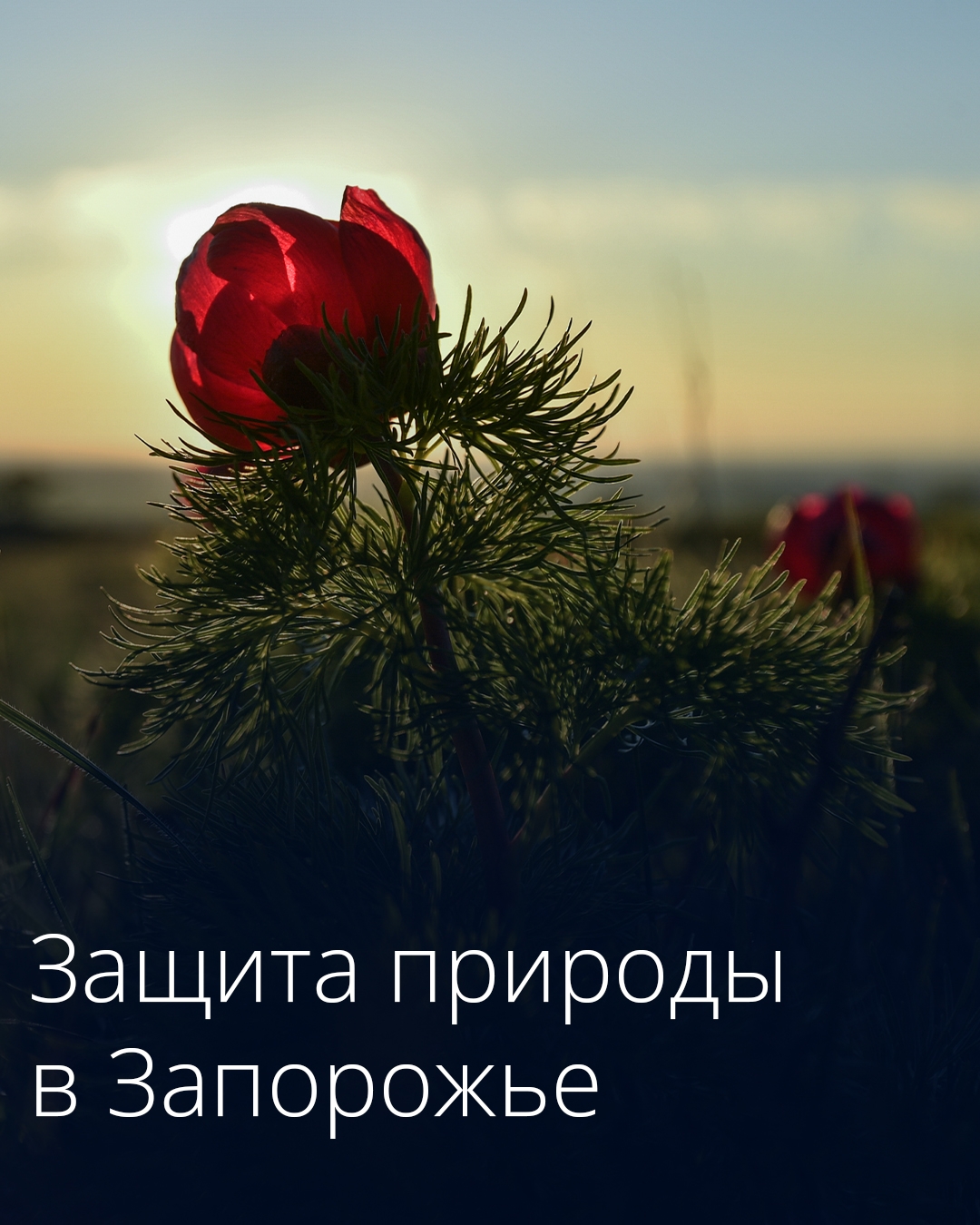 В Запорожской области создается объединенная дирекция особо охраняемых природных территорий.