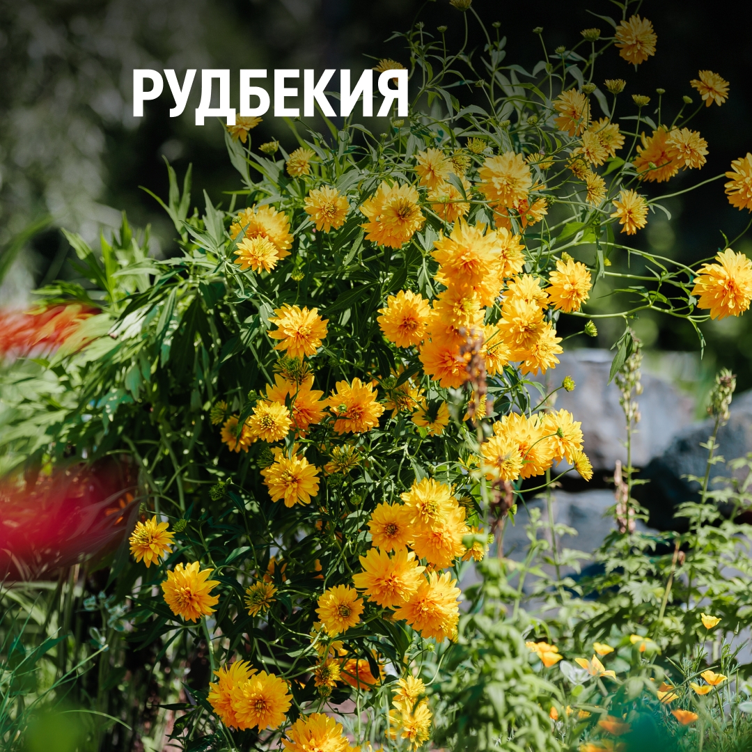 Природа — это пространство, где дети учатся удивляться, замечать прекрасное и чувствовать себя частью большого мира