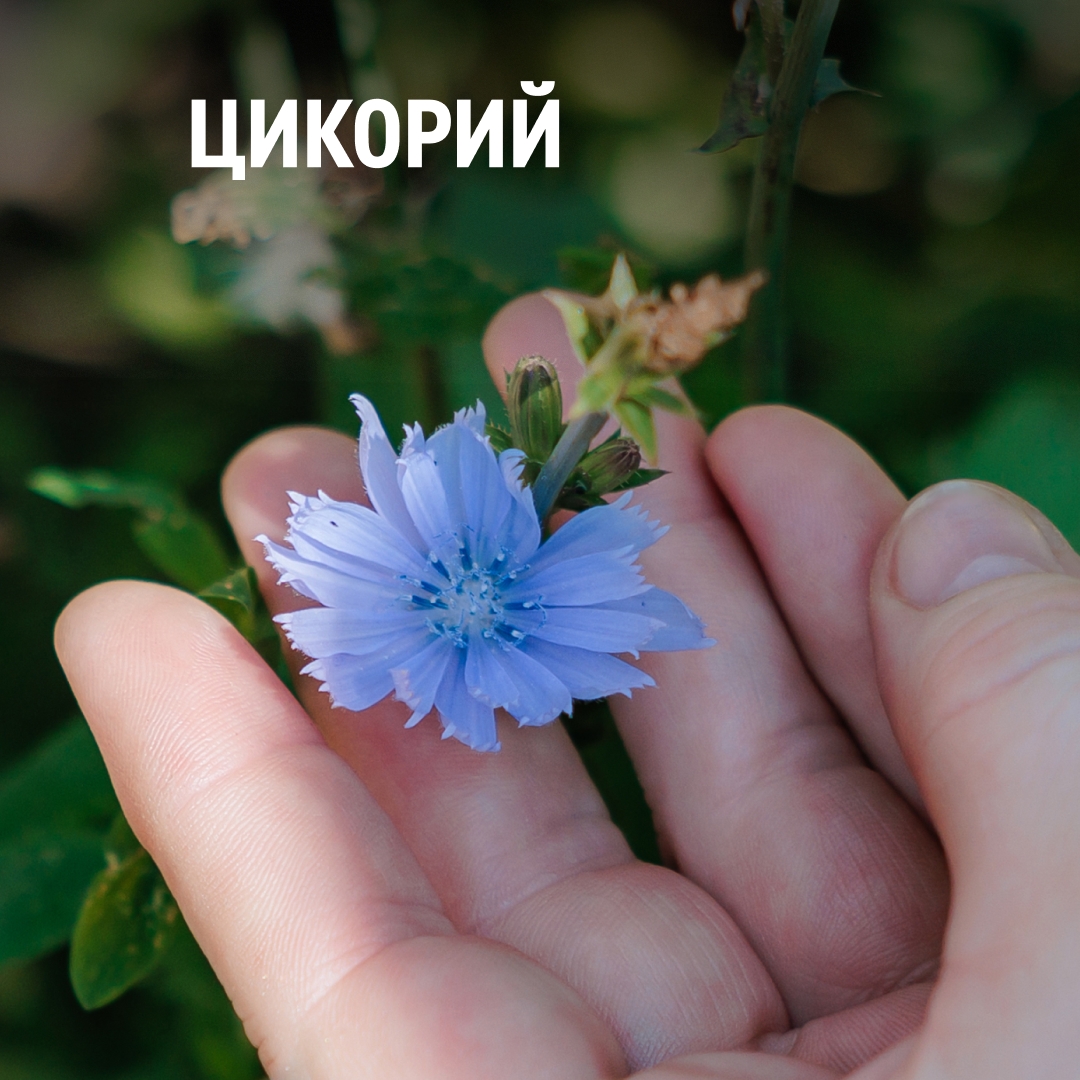 Природа — это пространство, где дети учатся удивляться, замечать прекрасное и чувствовать себя частью большого мира