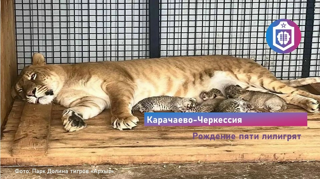 #Когнитивная_Витаминка Выпуск № 355
28.07.2026