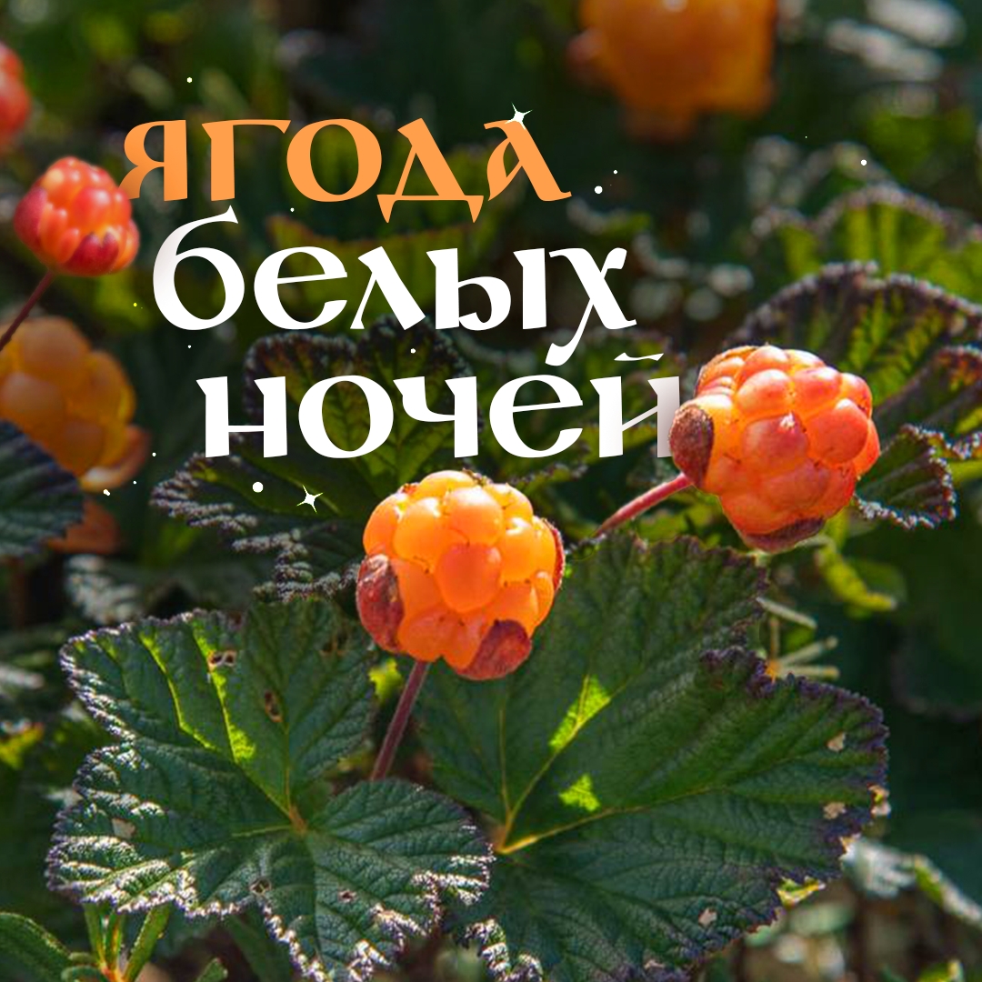 Знакомьтесь: морошка. На нескольких снимках она запечатлена в полночь! Мощный прожектор тут ни при чем, и магия тоже. Просто на Ямале белые ночи.