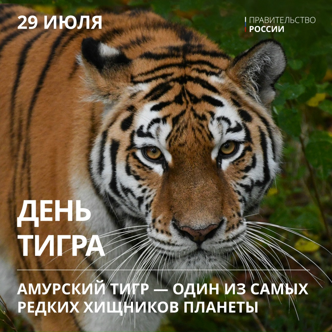 Тигр — один из крупнейших наземных хищников, уступающий по массе лишь белому и бурому медведям