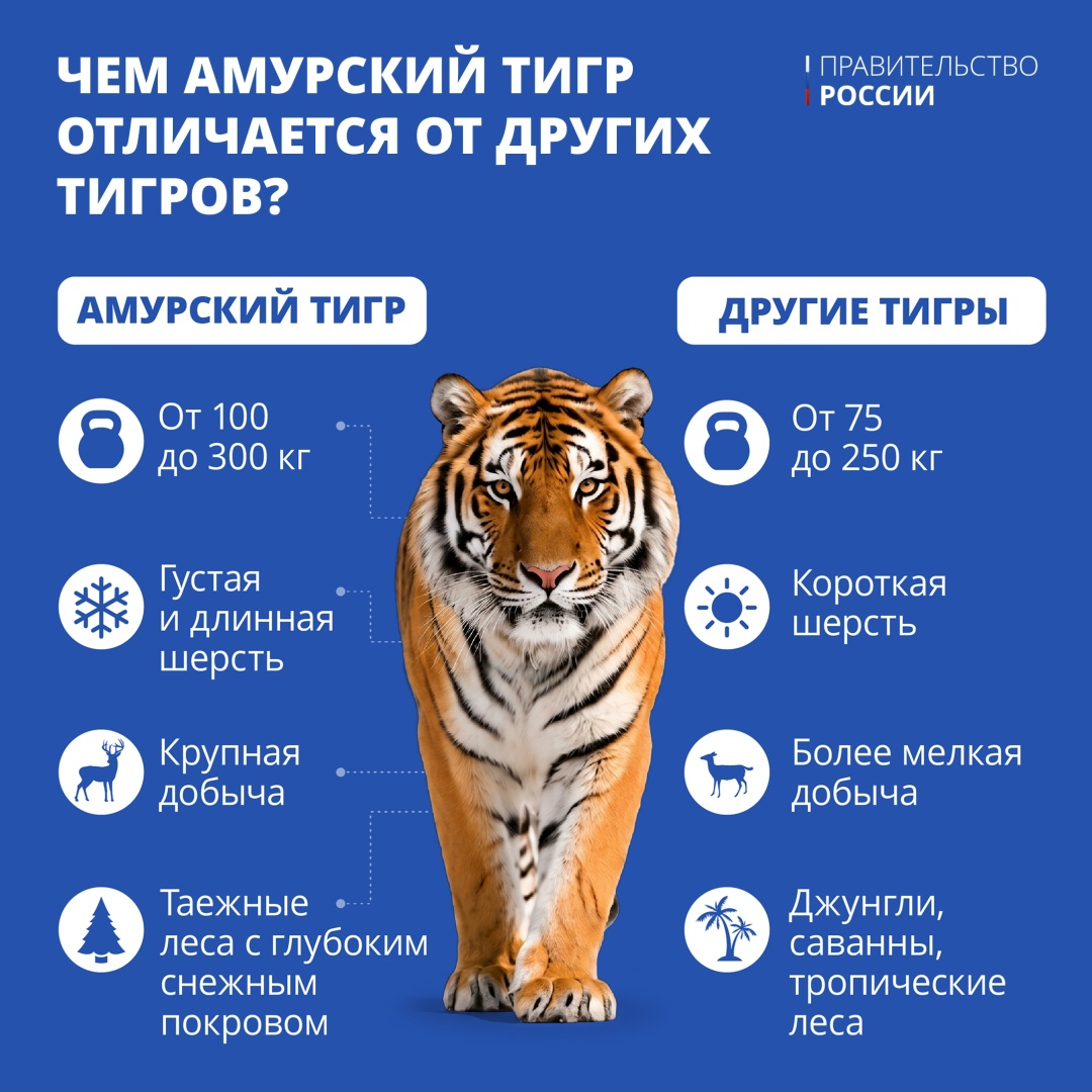 Тигр — один из крупнейших наземных хищников, уступающий по массе лишь белому и бурому медведям