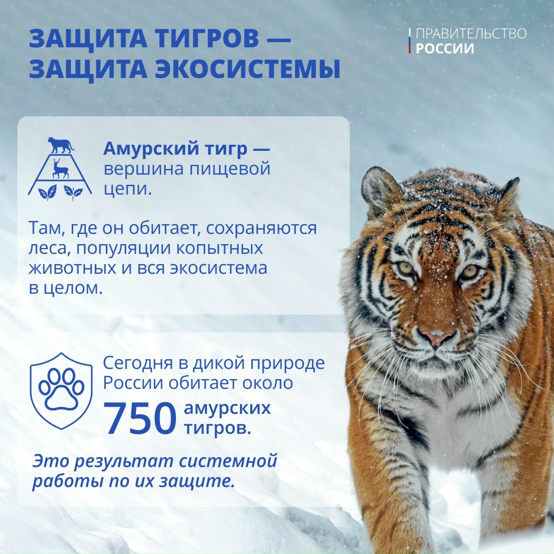 Тигр — один из крупнейших наземных хищников, уступающий по массе лишь белому и бурому медведям