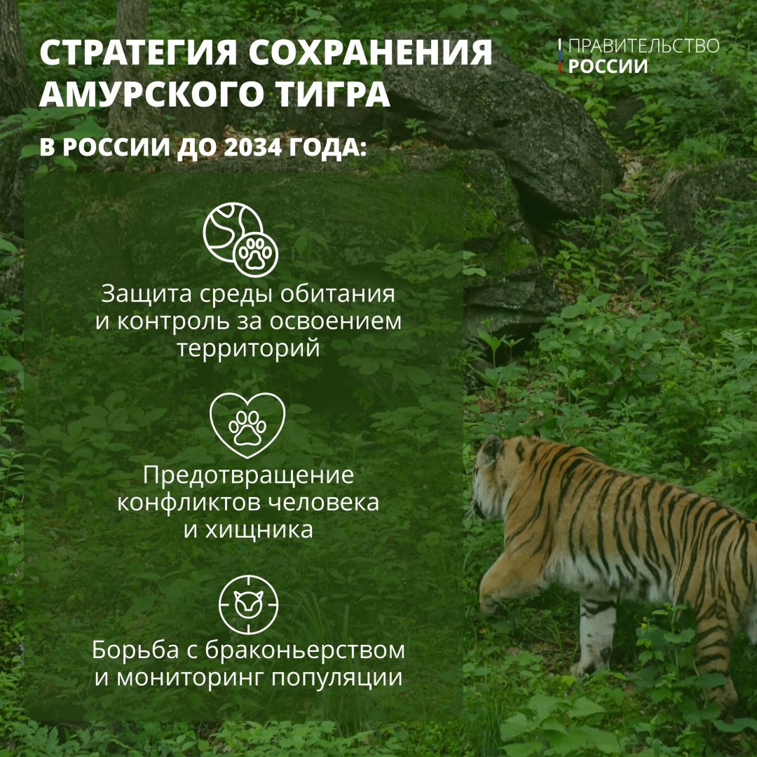 Тигр — один из крупнейших наземных хищников, уступающий по массе лишь белому и бурому медведям