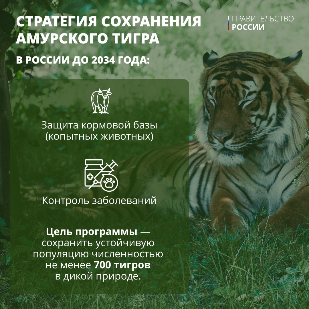 Тигр — один из крупнейших наземных хищников, уступающий по массе лишь белому и бурому медведям