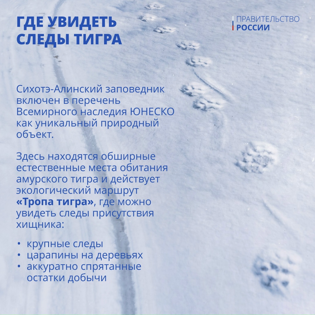 Тигр — один из крупнейших наземных хищников, уступающий по массе лишь белому и бурому медведям