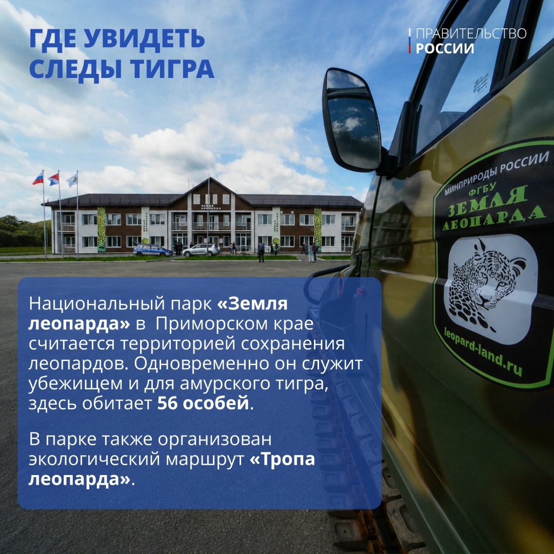 Тигр — один из крупнейших наземных хищников, уступающий по массе лишь белому и бурому медведям