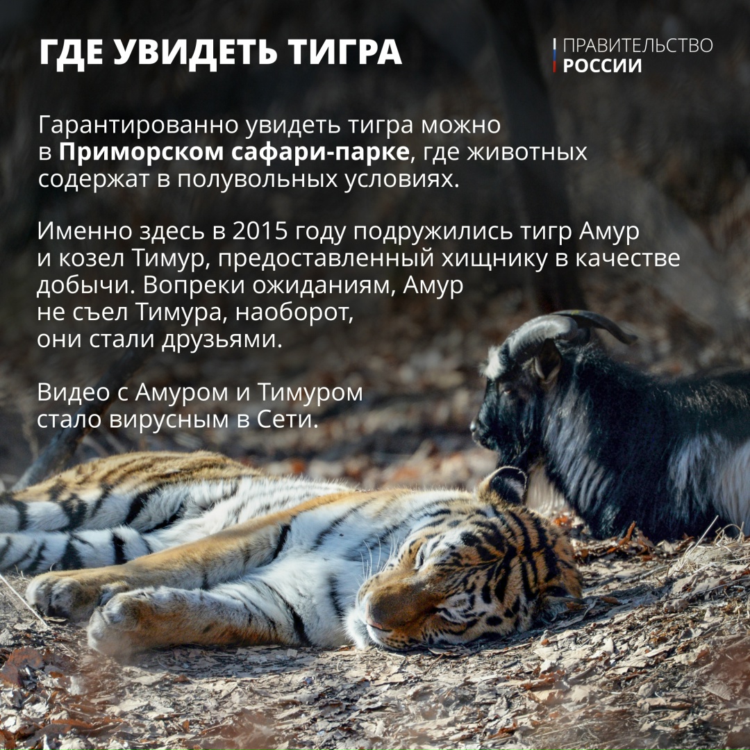 Тигр — один из крупнейших наземных хищников, уступающий по массе лишь белому и бурому медведям