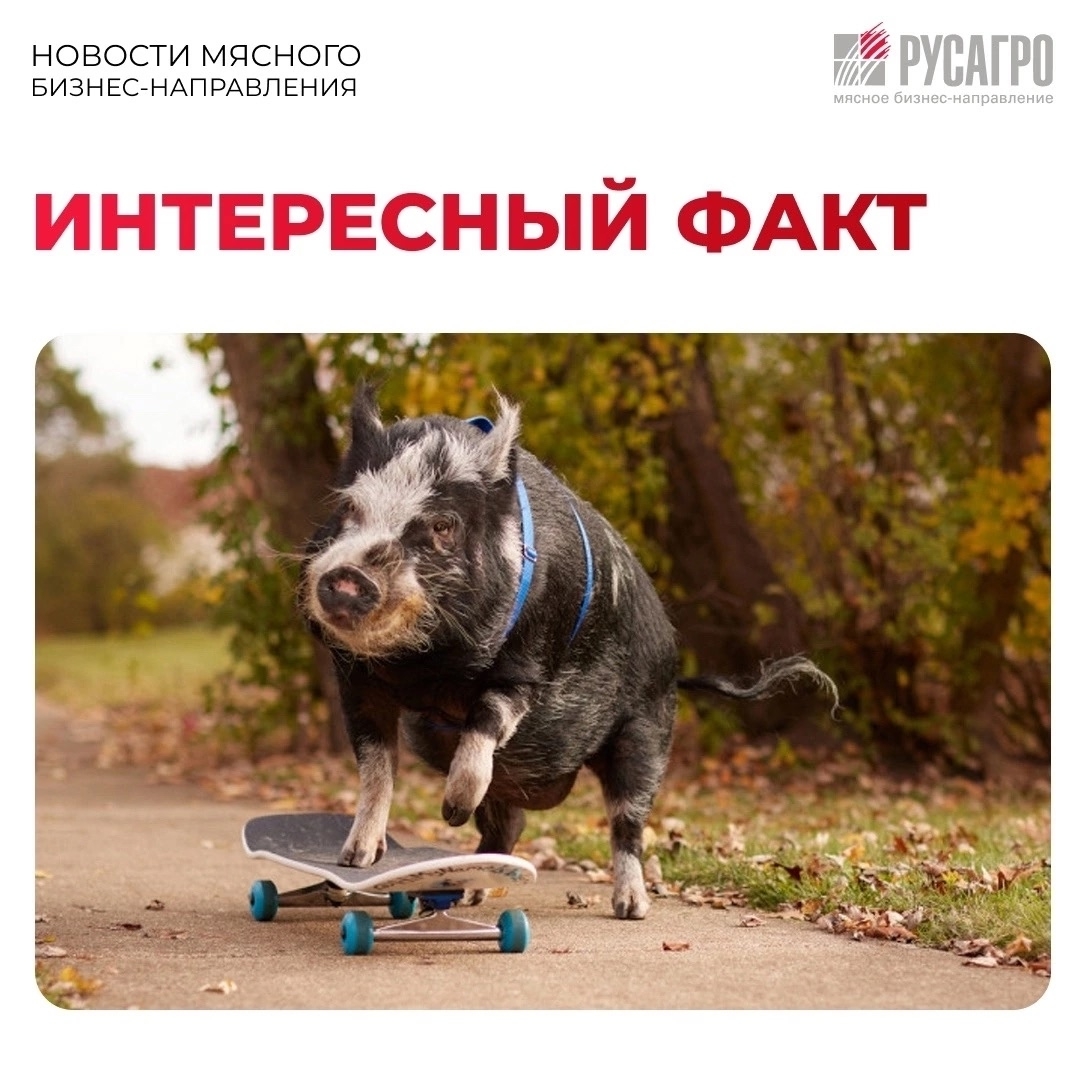 Олимпийские достижения вдохновляют всех. Даже поросят. И в книге рекордов Гиннесса можно легко найти подтверждение данной темы.