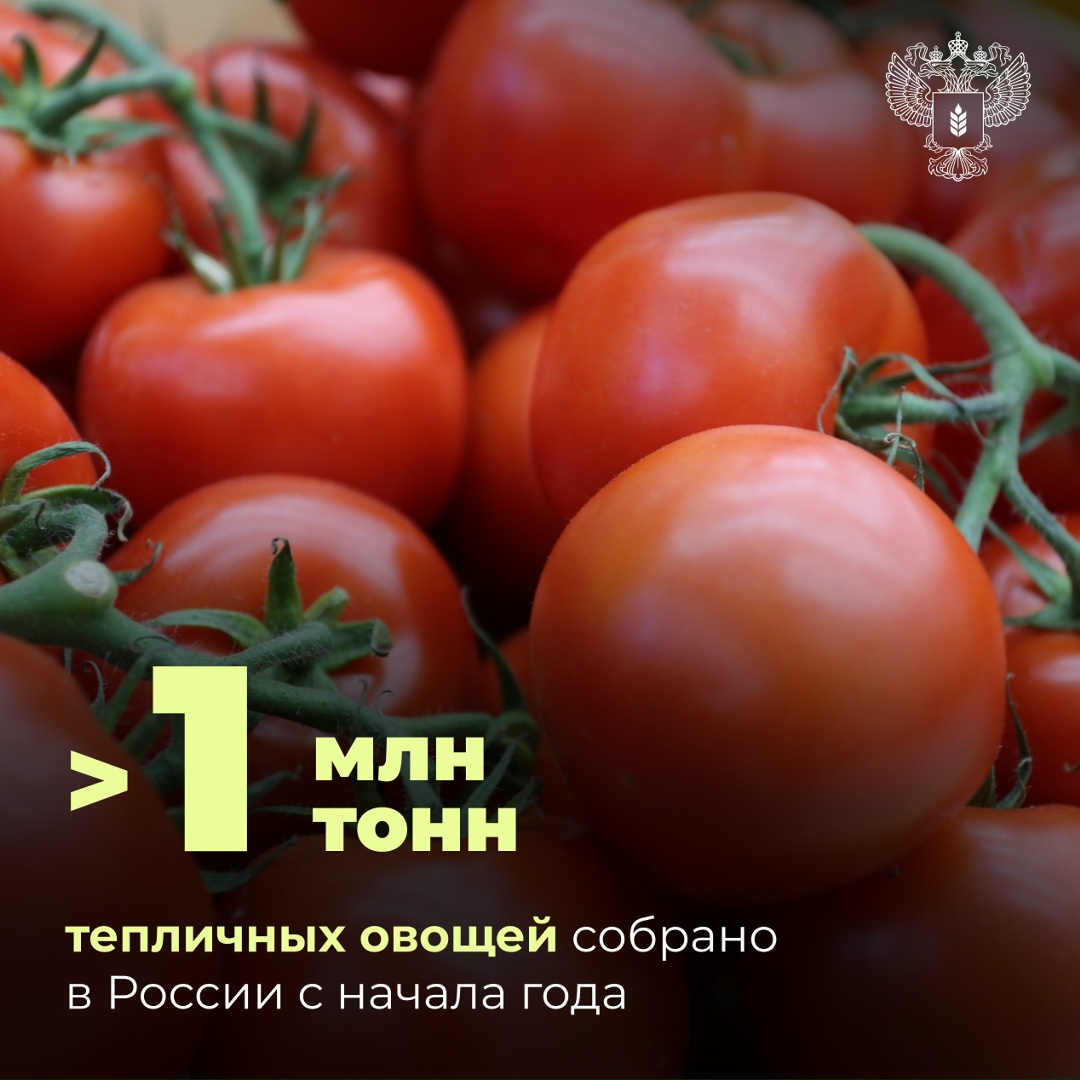 Сбор тепличных овощей вырос на 3,5%
