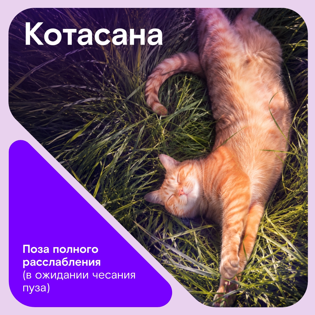 Иногда всем нам хочется простого человеческого… побыть котом на даче, чтобы греться на солнышке и бесконечно получать внимание.