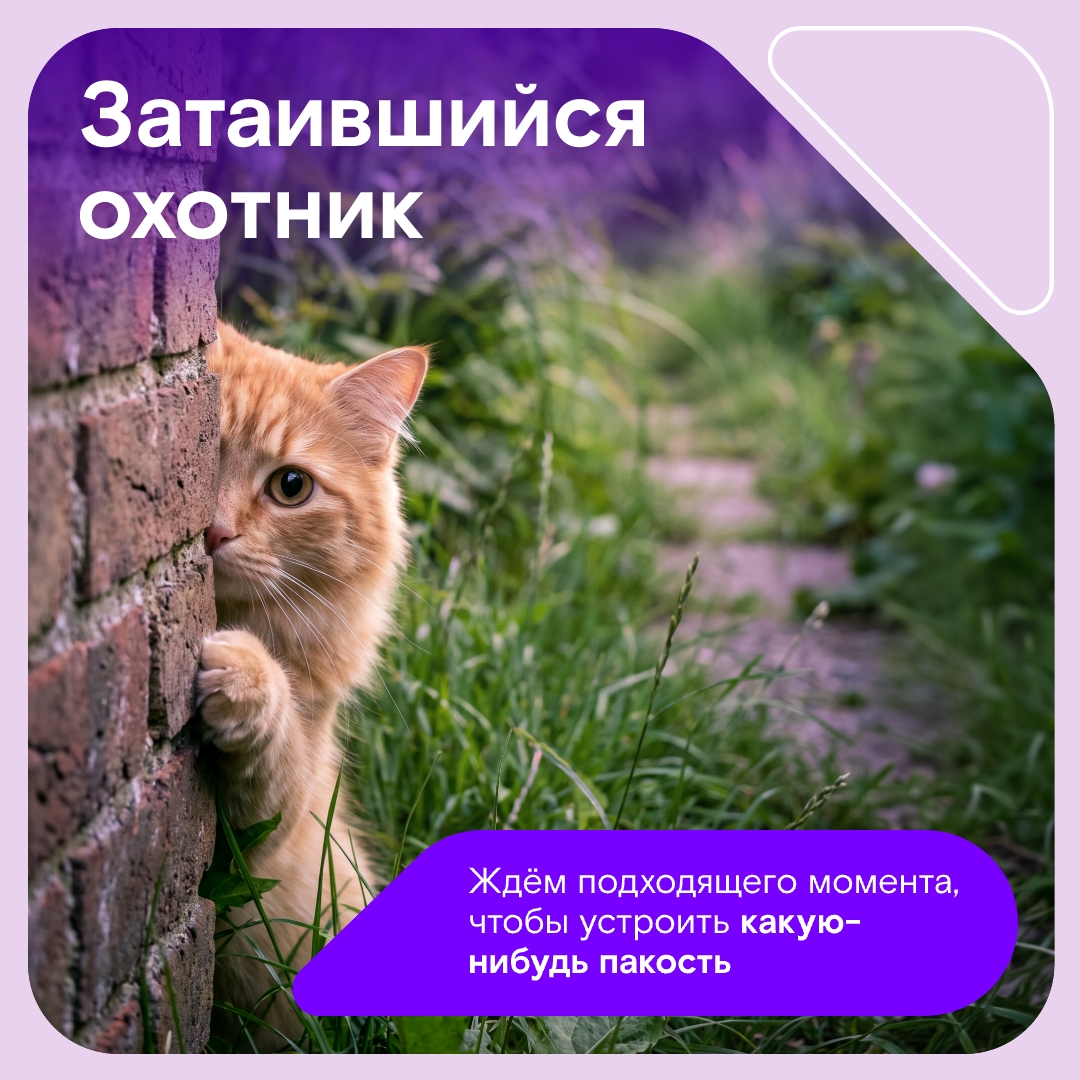 Иногда всем нам хочется простого человеческого… побыть котом на даче, чтобы греться на солнышке и бесконечно получать внимание.